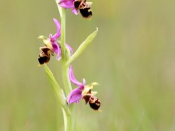 3_Ophrys_scolopax_36-min